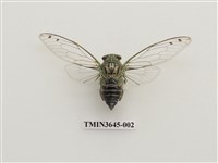 藏品(岩崎寒蟬)的圖片